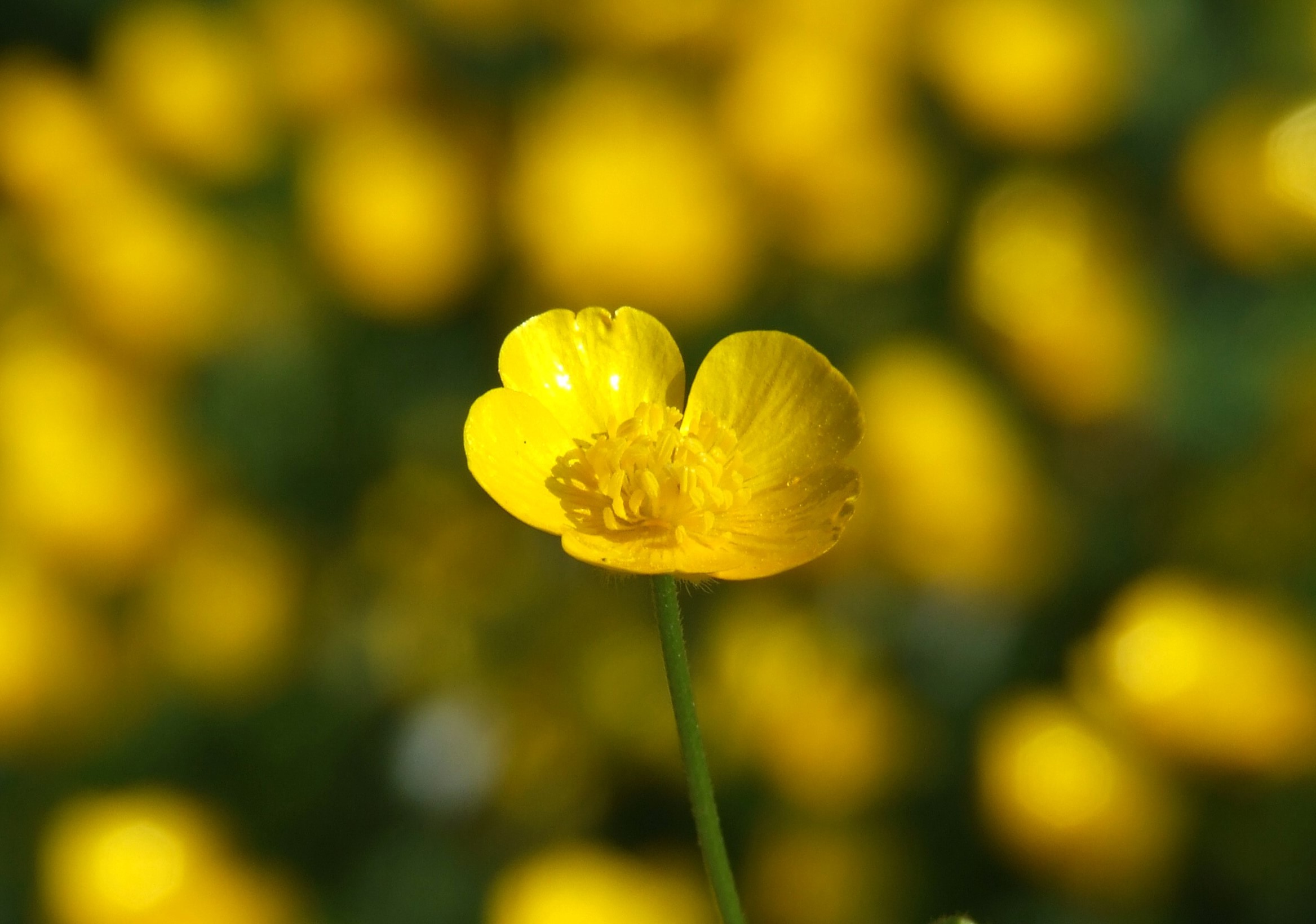 BUTTERCUP Bill Bagley Photography